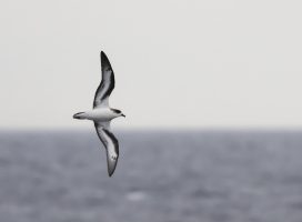 Fall Offshore Pelagic Bird Marine & Wildlife Trip 10/23/2023 (approx. 24 hours)