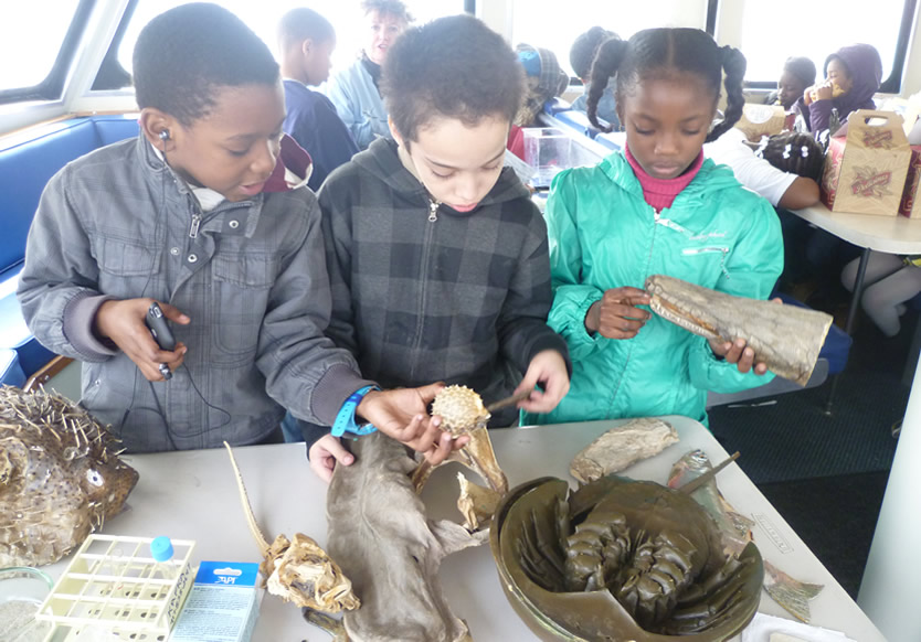 Jamaica Bay Educational Wildlife Ecology Field Trip - Whale Watching ...