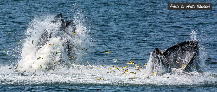Double humpback whales lunge feeding