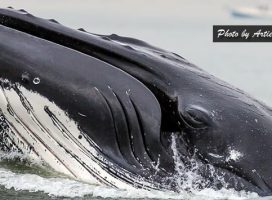 Offshore Extended Day Whale Watch Adventure Cruise